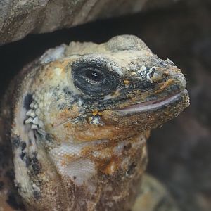 San Esteban Island Chuckwalla