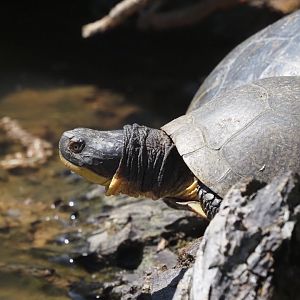 Blanding's Turtle (Wild)