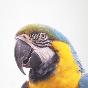 Blue and Gold Macaw