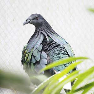 Nicobar Pigeon