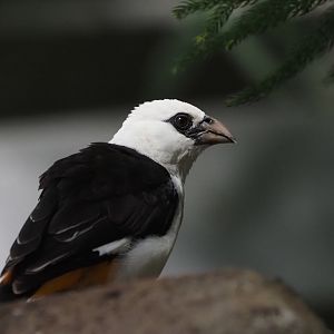 White-Headed Buffalo Weaver