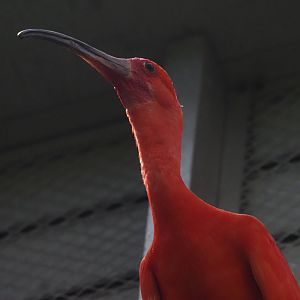 Scarlet Ibis 1