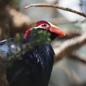 Violet Turaco