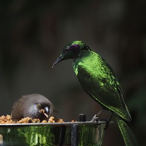 Emerald Starling and Speckled Mousbird