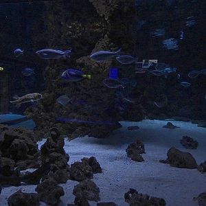 Meeresaquarium Zella-Mehlis: Tank for porcupinefish, flagtail and others