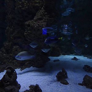 Meeresaquarium Zella-Mehlis: Tank for porcupinefish, flagtail and others