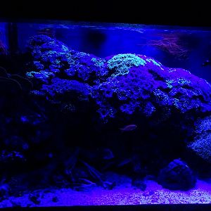 Meeresaquarium Zella-Mehlis: Living coral reef tank