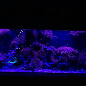 Meeresaquarium Zella-Mehlis: Living coral reef tank
