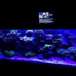 Meeresaquarium Zella-Mehlis: Living coral reef tank