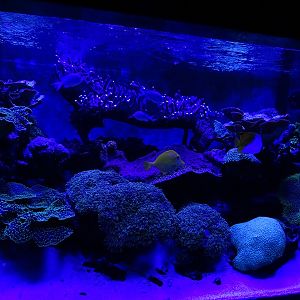Meeresaquarium Zella-Mehlis: Living coral reef tank