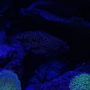 Meeresaquarium Zella-Mehlis: Calloplesiops altivelis