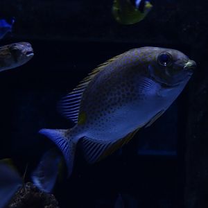 Meeresaquarium Zella-Mehlis: Siganus guttatus