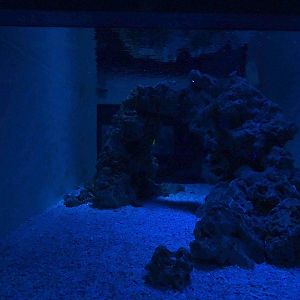 Meeresaquarium Zella-Mehlis: Epaulette shark + wobbegong tank
