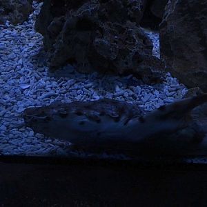 Meeresaquarium Zella-Mehlis: Orectolobus ornatus