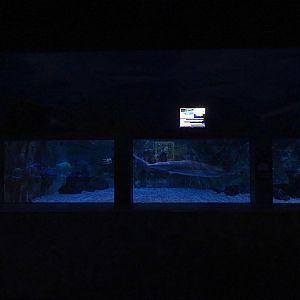 Meeresaquarium Zella-Mehlis: Reef shark / barracuda tank