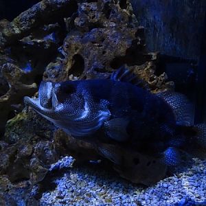 Meeresaquarium Zella-Mehlis: Pogonoperca punctata