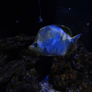 Meeresaquarium Zella-Mehlis: Chaetodon xanthocephalus