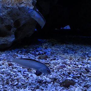 Meeresaquarium Zella-Mehlis: Meiacanthus smithi