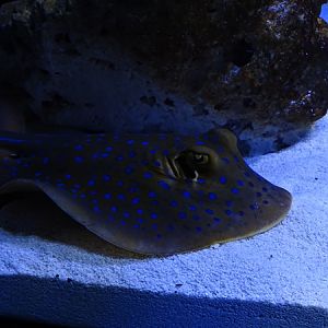 Meeresaquarium Zella-Mehlis: Taeniura lymma