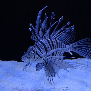 Meeresaquarium Zella-Mehlis: Pterois volitans