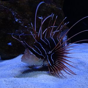 Meeresaquarium Zella-Mehlis: Pterois radiata