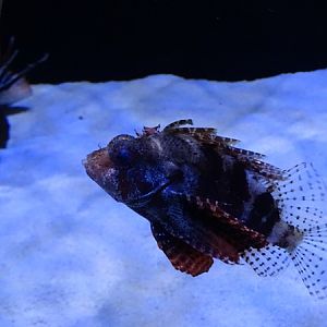 Meeresaquarium Zella-Mehlis: Dendrochirus brachypterus