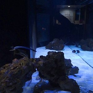 Meeresaquarium Zella-Mehlis: stingray and firefish tank