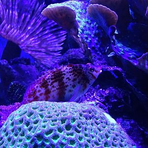 Meeresaquarium Zella-Mehlis: Cirrhitichthys falco