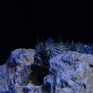 Meeresaquarium Zella-Mehlis: Chilomycterus schoepfii
