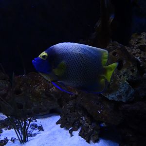 Meeresaquarium Zella-Mehlis: Pomacanthus xanthometopon