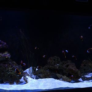 Meeresaquarium Zella-Mehlis: clownfish/angelfish tank
