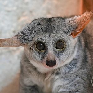 Thick-tailed greater galago (Otolemur crassicaudatus)