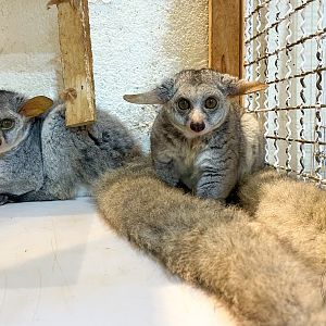 Thick-tailed greater galago (Otolemur crassicaudatus)
