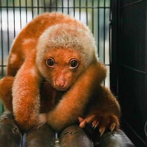 Short-tailed spotted cuscus (Spilocuscus maculatus)