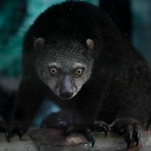 Bear cuscus (Ailurops ursinus)