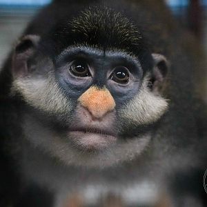Red-tailed monkey (Cercopithecus ascanius)