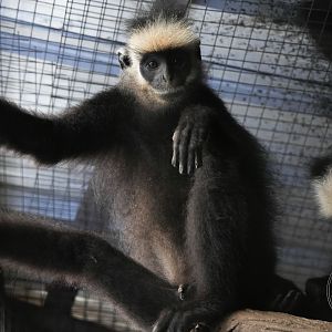Laotian langur (Trachypithecus laotum)