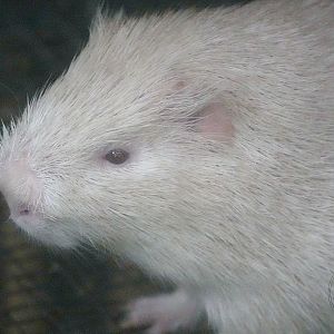 Greater cane rat (Thryonomys swinderianus)