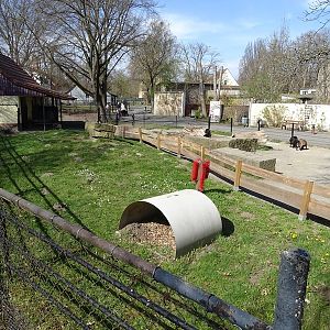 Goat enclosure