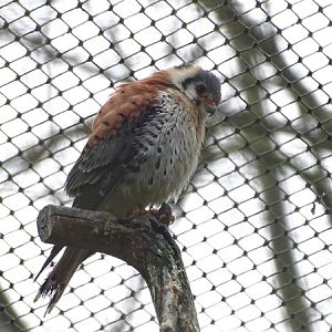 American kestrel (Falco sparverius)