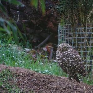Konijnuil / Burrowing owl (Athene cunicularia)