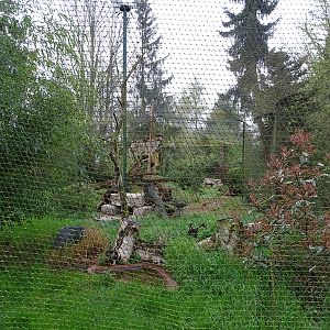 Kestrel / burrowing owl / prairie dog enclosure