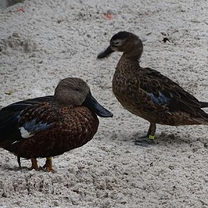 Red shoveler (Spatula platalea)