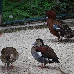 Ringed teal (Callonetta leucophrys) & Cinnamon teal (Spatula cyanoptera)