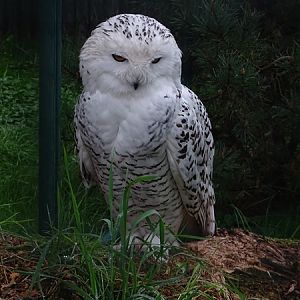 Snowy Owl (Bubo scandiacus)