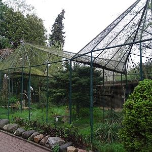 Aviary for snowy owls