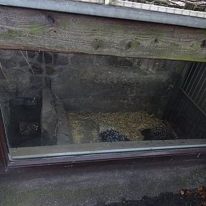 Porcupine indoor enclosure