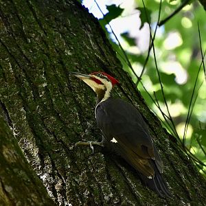 Pileated Woodpecker (Dryocopus pileatus abieticola) male