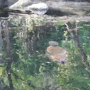 Swimming Beaver