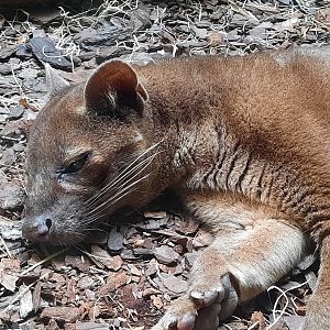 Fossa Close Up